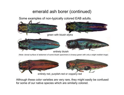 Coleoptera: Buprestidae - Emerald Ash Borer