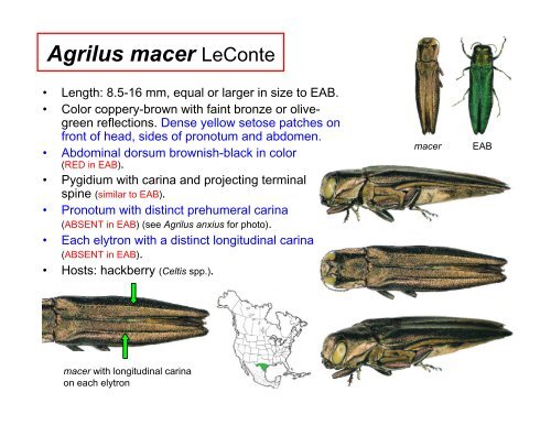 Coleoptera: Buprestidae - Emerald Ash Borer