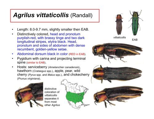 Coleoptera: Buprestidae - Emerald Ash Borer