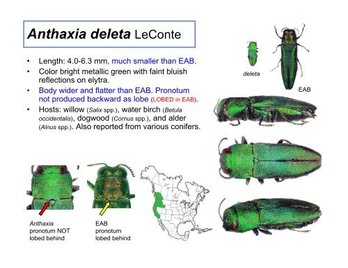 Coleoptera: Buprestidae - Emerald Ash Borer