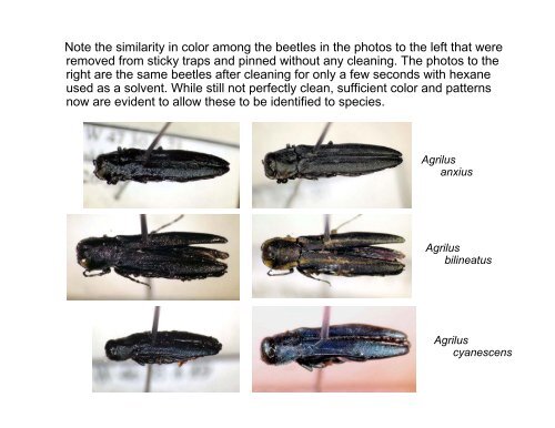 Coleoptera: Buprestidae - Emerald Ash Borer