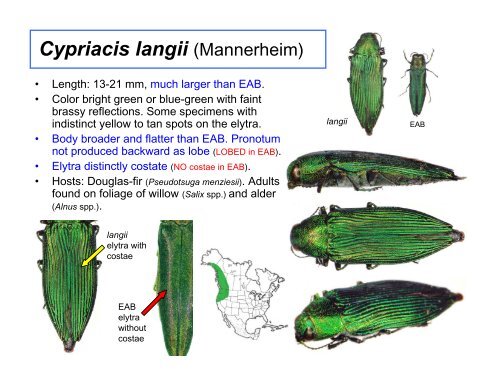 Coleoptera: Buprestidae - Emerald Ash Borer