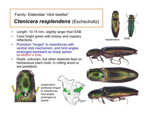 Coleoptera: Buprestidae - Emerald Ash Borer