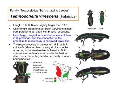 Coleoptera: Buprestidae - Emerald Ash Borer