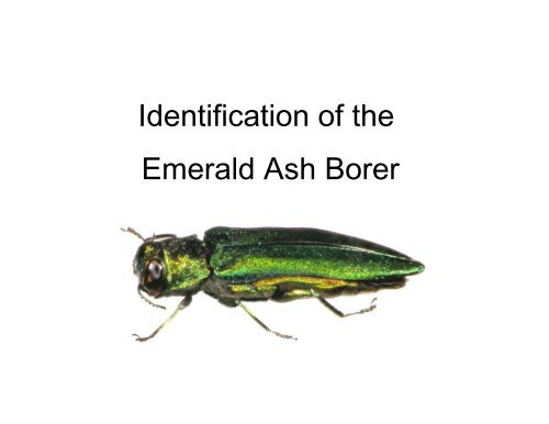 Coleoptera: Buprestidae - Emerald Ash Borer
