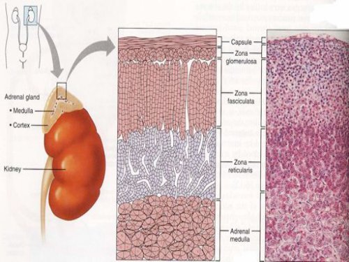 Steroids and Anesthetic Considerations