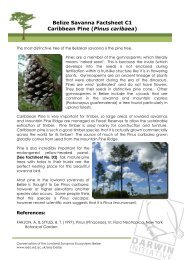 Belize Savanna Factsheet C1 Caribbean Pine (Pinus caribaea)