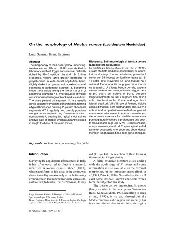 On the morphology of Noctua comes (Lepidoptera Noctuidae) - Inea