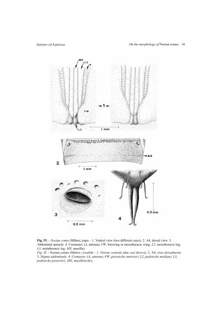 On the morphology of Noctua comes (Lepidoptera Noctuidae) - Inea