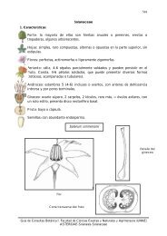 Solanaceae - Hipertextos del Ãrea de la BiologÃ­a