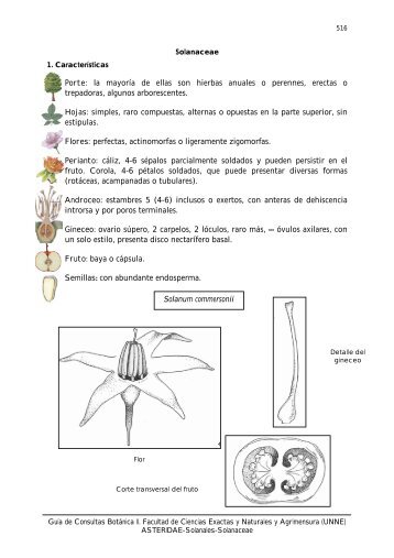 Solanaceae - Hipertextos del Ãrea de la BiologÃ­a