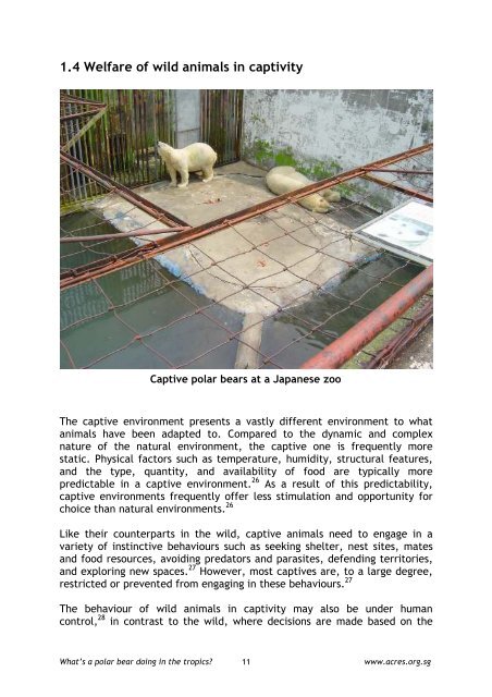 What's a Polar Bear Doing in the Tropics? - Animal Concerns ...