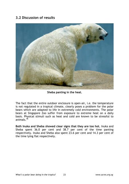 What's a Polar Bear Doing in the Tropics? - Animal Concerns ...