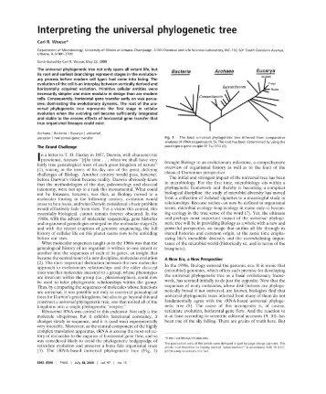 Interpreting the universal phylogenetic tree