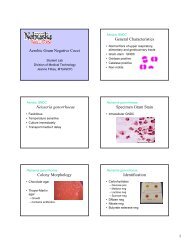 Aerobic Gram Negative Cocci General Characteristics ... - UNMC