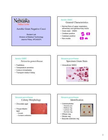 Aerobic Gram Negative Cocci General Characteristics ... - UNMC