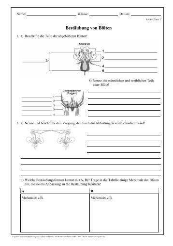 BestÃ¤ubung von BlÃ¼ten - Duden Paetec