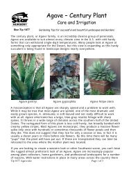 Agave Ã¢Â€Â“ Century Plant - Star Nursery