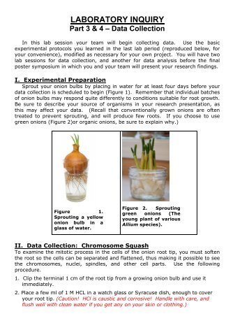 Mechanisms of Mitosis: Data Collection