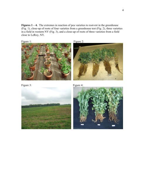 Pea Root Rot and Results of Variety Evaluations ... - Cornell University