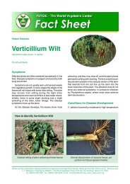 Verticillium Wilt on Pepper