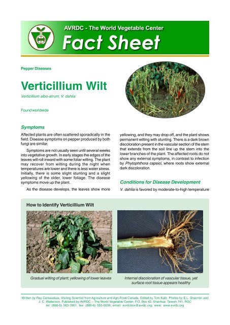 Verticillium Wilt on Pepper