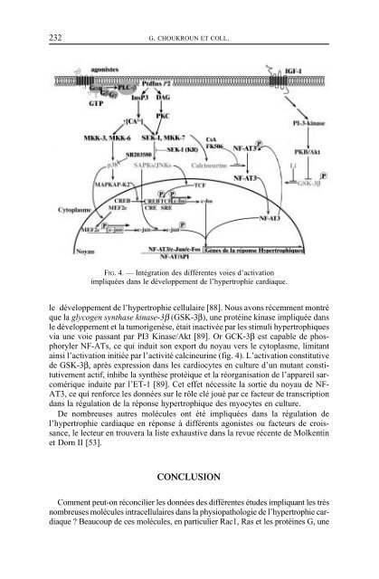 mécanismes moléculaires de l'hypertrophie ventriculaire gauche