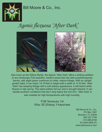 Agonis flexuosa 'After Dark' - Bill Moore & Co., Inc