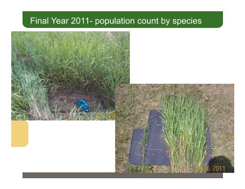 Herbicide evaluation to control smooth bedstraw - Ontario Soil and ...