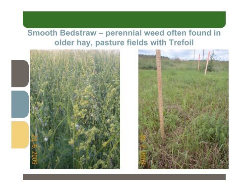 Herbicide evaluation to control smooth bedstraw - Ontario Soil and ...
