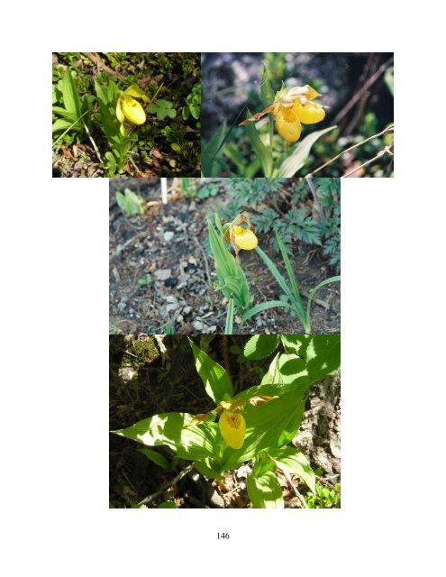 Scotty Smith's Orchids of Colorado. - Southwest Colorado Wildflowers