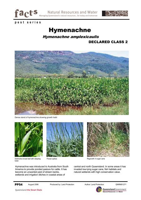 Hymenachne - PP54 - Central Queensland University