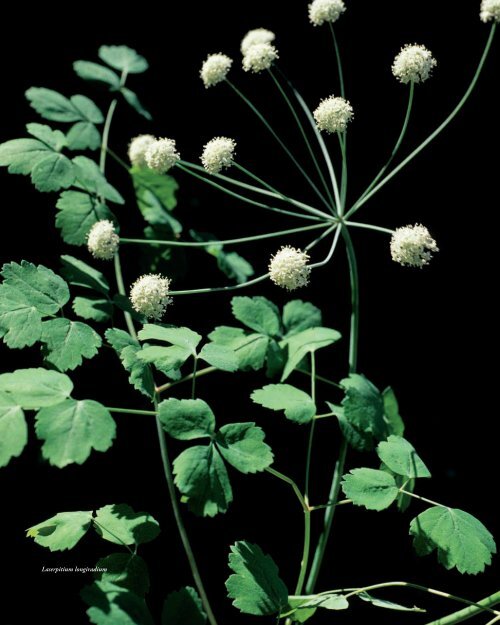 Flora Vascular de AndalucÃ­a Oriental