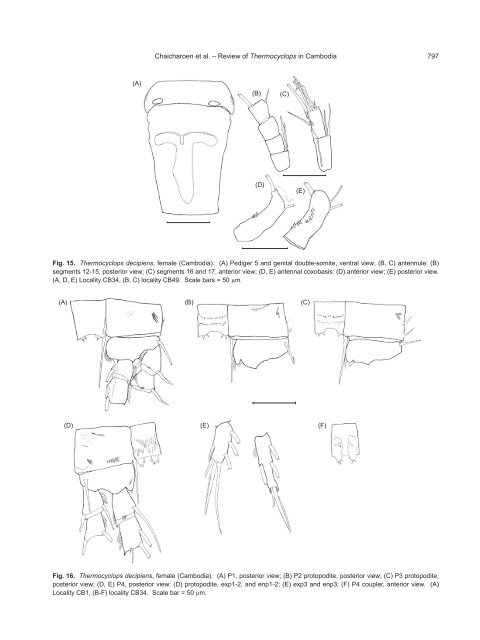 A Review of the Genus Thermocyclops - Zoological Studies