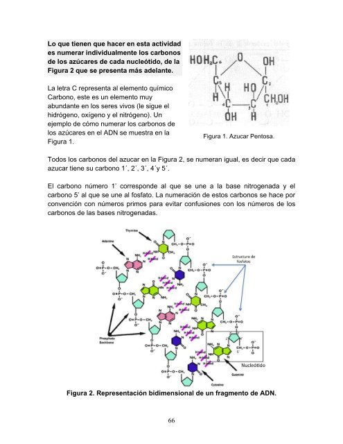 El trabajo experimental en la enseñanza de las ciencias con énfasis ...