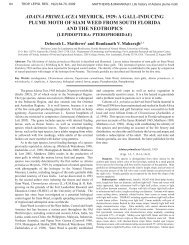 adaina primulacea meyrick, 1929 - Pterophoridae of North America