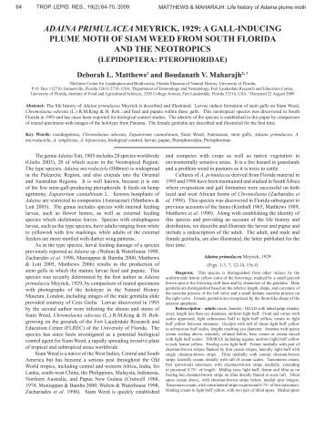adaina primulacea meyrick, 1929 - Pterophoridae of North America