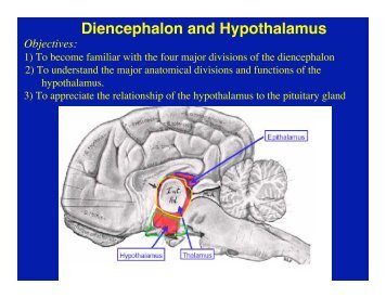 Diencephalon and Hypothalamus Objectives