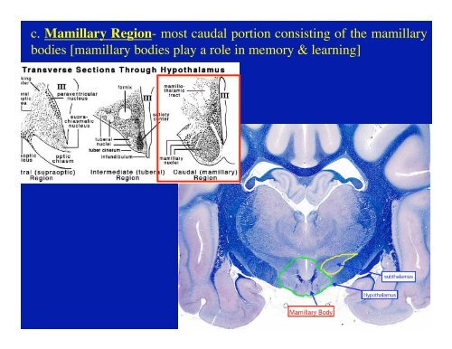 Diencephalon and Hypothalamus Objectives