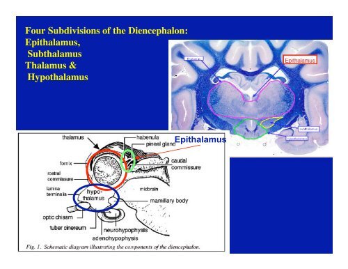 Diencephalon and Hypothalamus Objectives