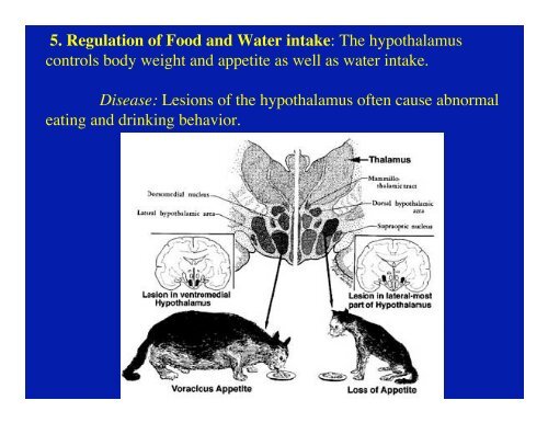 Diencephalon and Hypothalamus Objectives