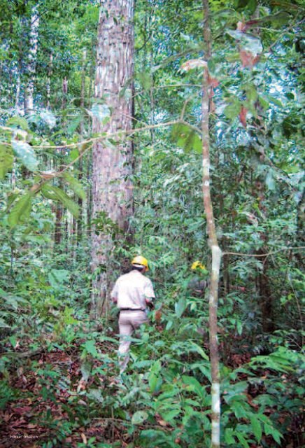 MANEJO FLORESTAL COMUNITÃRIO: - Florestas Certificadas