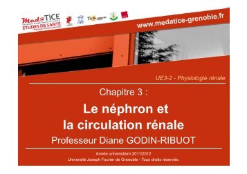 Le nÃ©phron et la circulation rÃ©nale - UniversitÃ© Virtuelle Paris 5