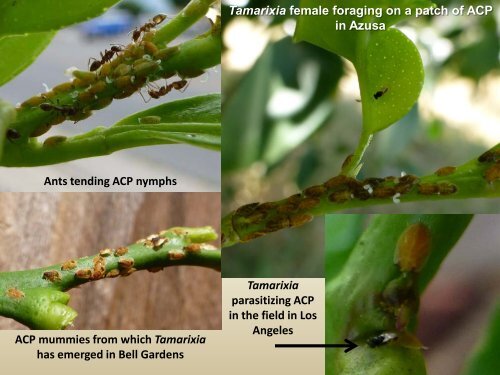 Grower Research $$$ at work - Citrus Research Board