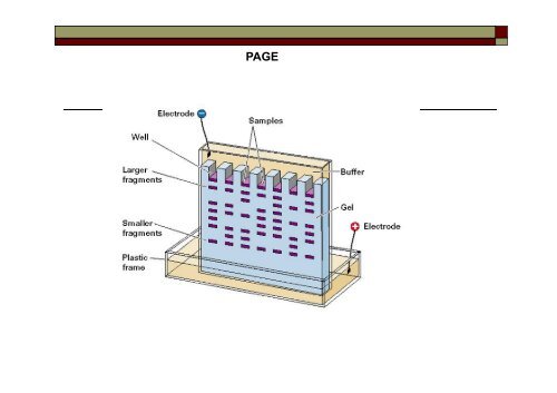 Elektroforez, Western Blot, Southern Blot, Northern Blot