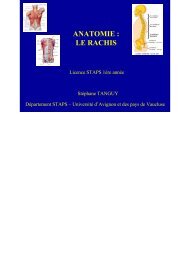 anatomie : le rachis - Université d'Avignon et des Pays de Vaucluse