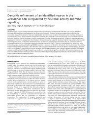 Dendritic refinement of an identified neuron in the Drosophila CNS ...