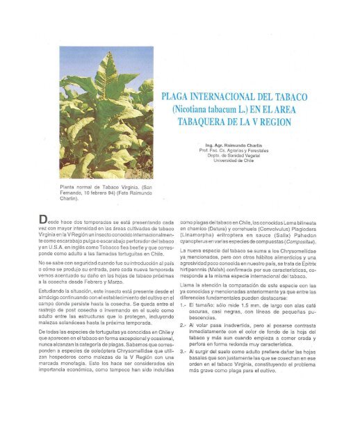 Planta normal de Tabaco Virginia. (San - Universidad de Chile