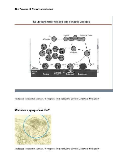 WebQuest: Neurotransmitters, Cravings & Addiction - Harvard ...