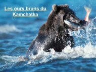 Voir les ours du Kamtchatka (pdf 2.1Mo)